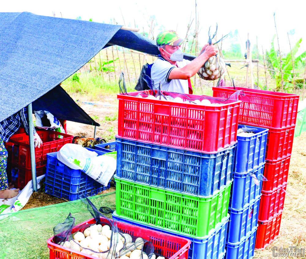 Thị trường nông sản ĐBSCL, lươn nuôi, trứng vịt giảm khá sâu; giá lúa gạo tăng cao nhất trong năm - Ảnh 2.
