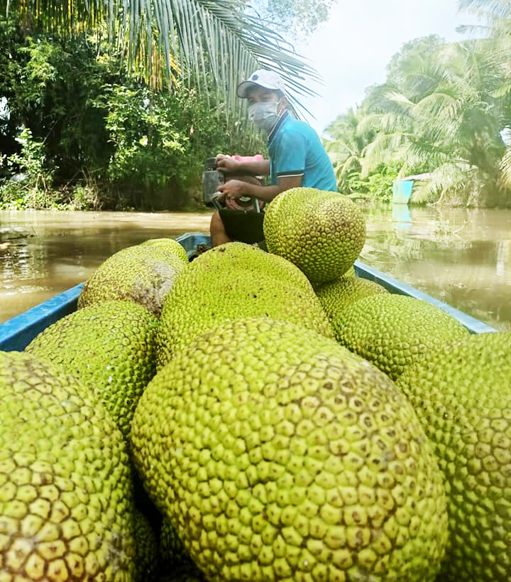 Giá mít hôm nay 23/7: Giá mít lại tăng mạnh, mưa dầm kéo dài, nông dân trồng mít Thái lo chống thối trái - Ảnh 1.