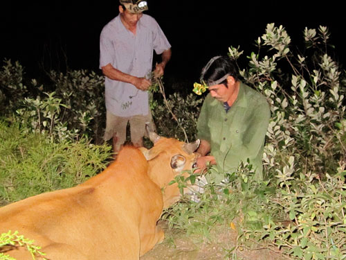 Gửi trâu, bò trên dãy Hoành Sơn - Ảnh 3.