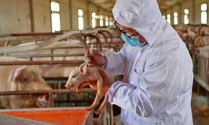 Đề xuất tiêm vaccine dịch tả lợn châu Phi nội tại các địa phương - Ảnh 1.