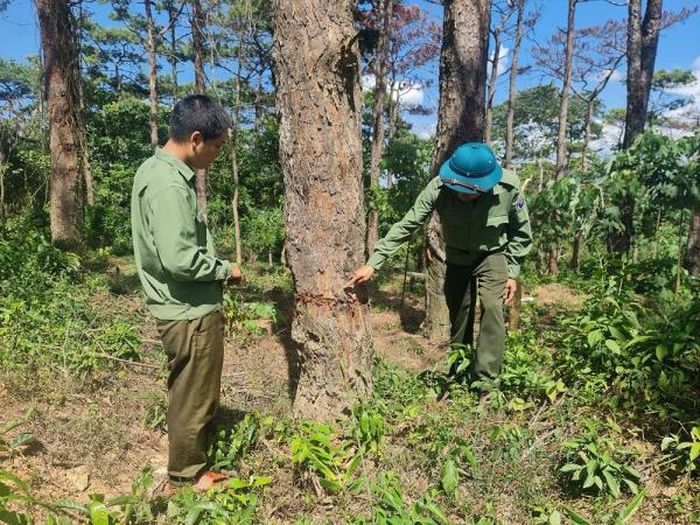 Rừng thông cổ thụ đẹp như phim ở một nơi của Quảng Trị bị đánh thuốc độc gây chết hàng loạt - Ảnh 1.