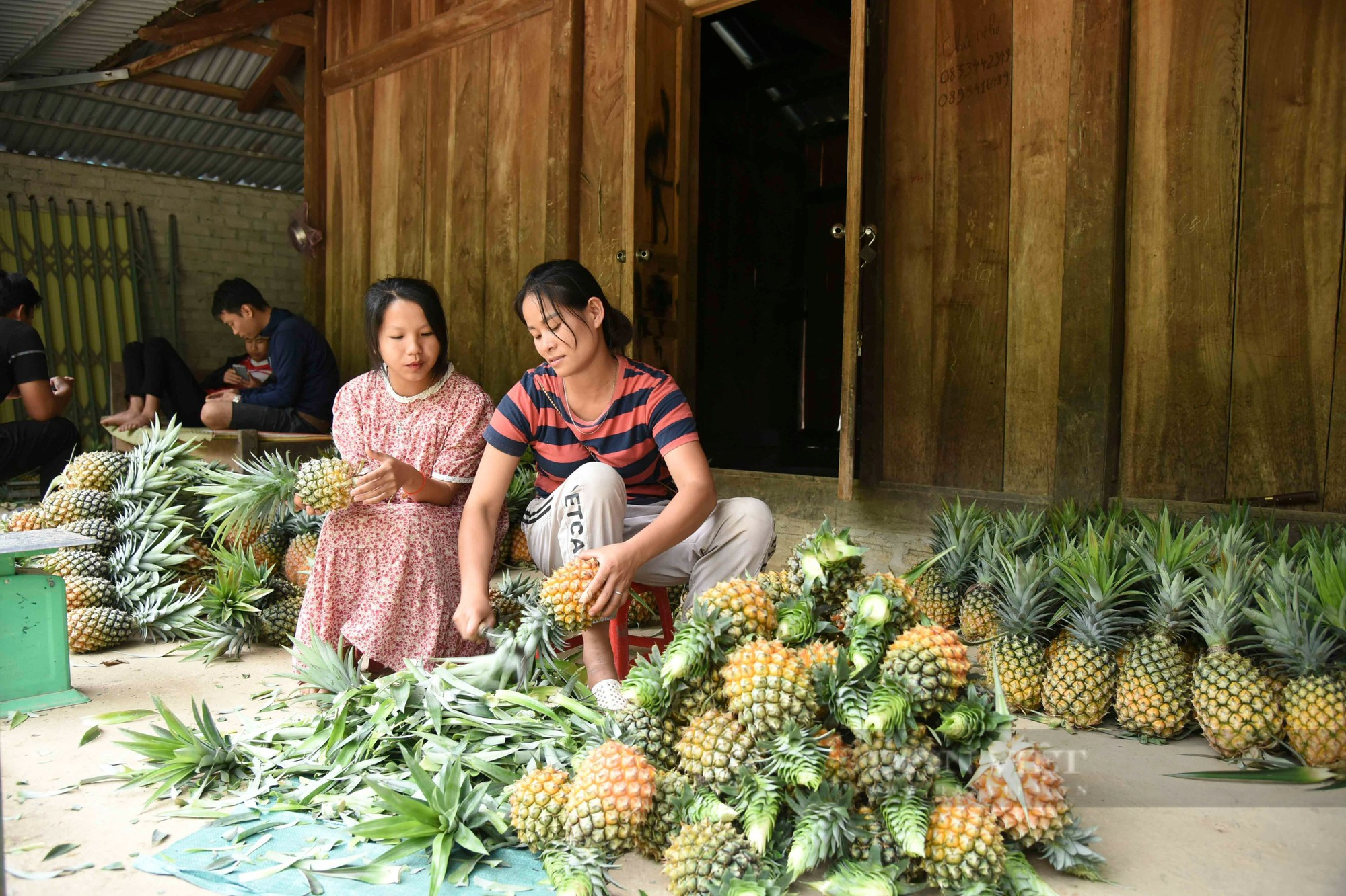 Điện Biên: Trồng loại cây có trăm mắt, ăn ngọt như đường, nông dân Pu Lau thoải mái thu tiền - Ảnh 2.