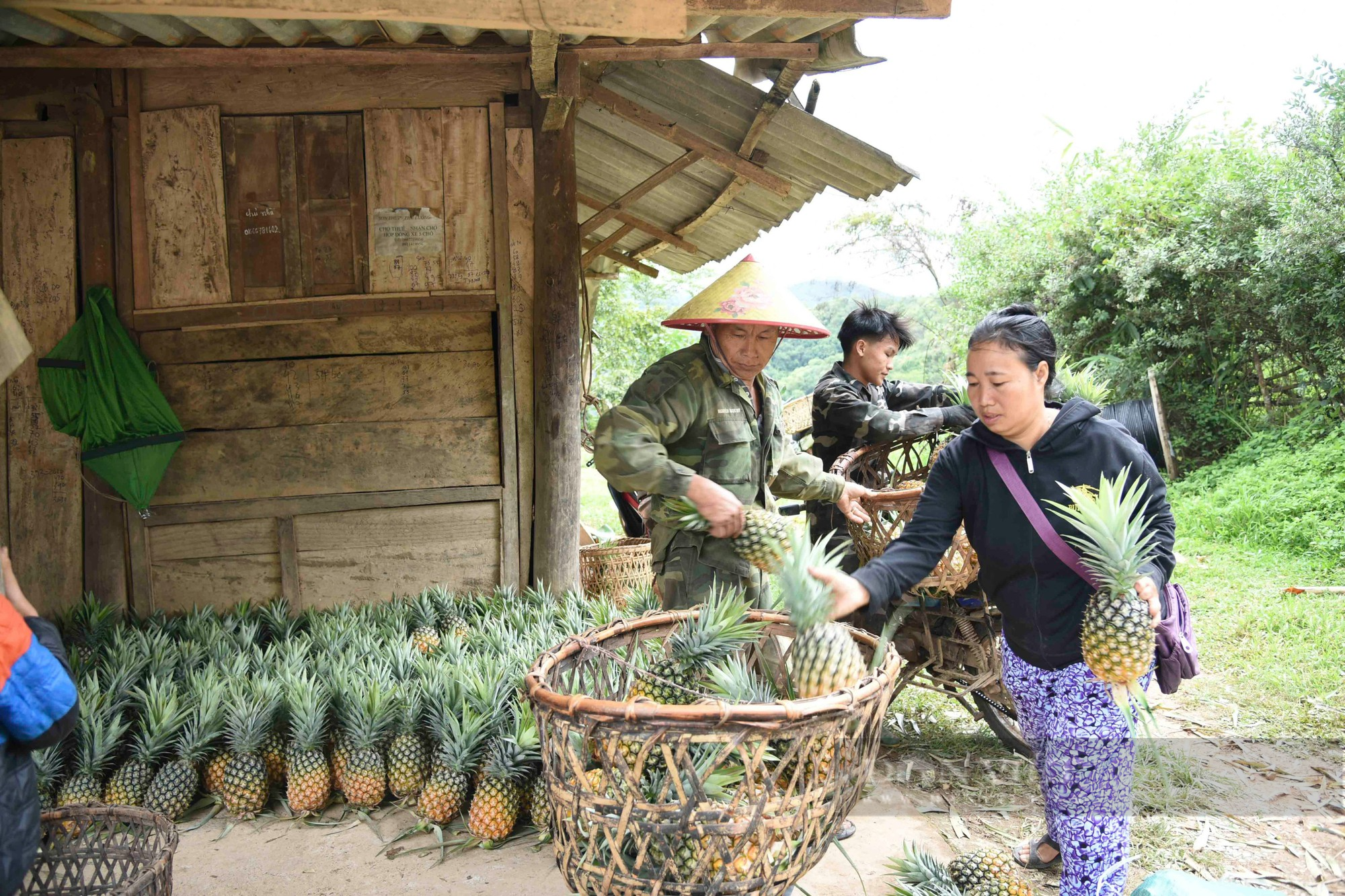 Điện Biên: Trồng loại cây có trăm mắt, ăn ngọt như đường, nông dân Pu Lau thoải mái thu tiền - Ảnh 3.