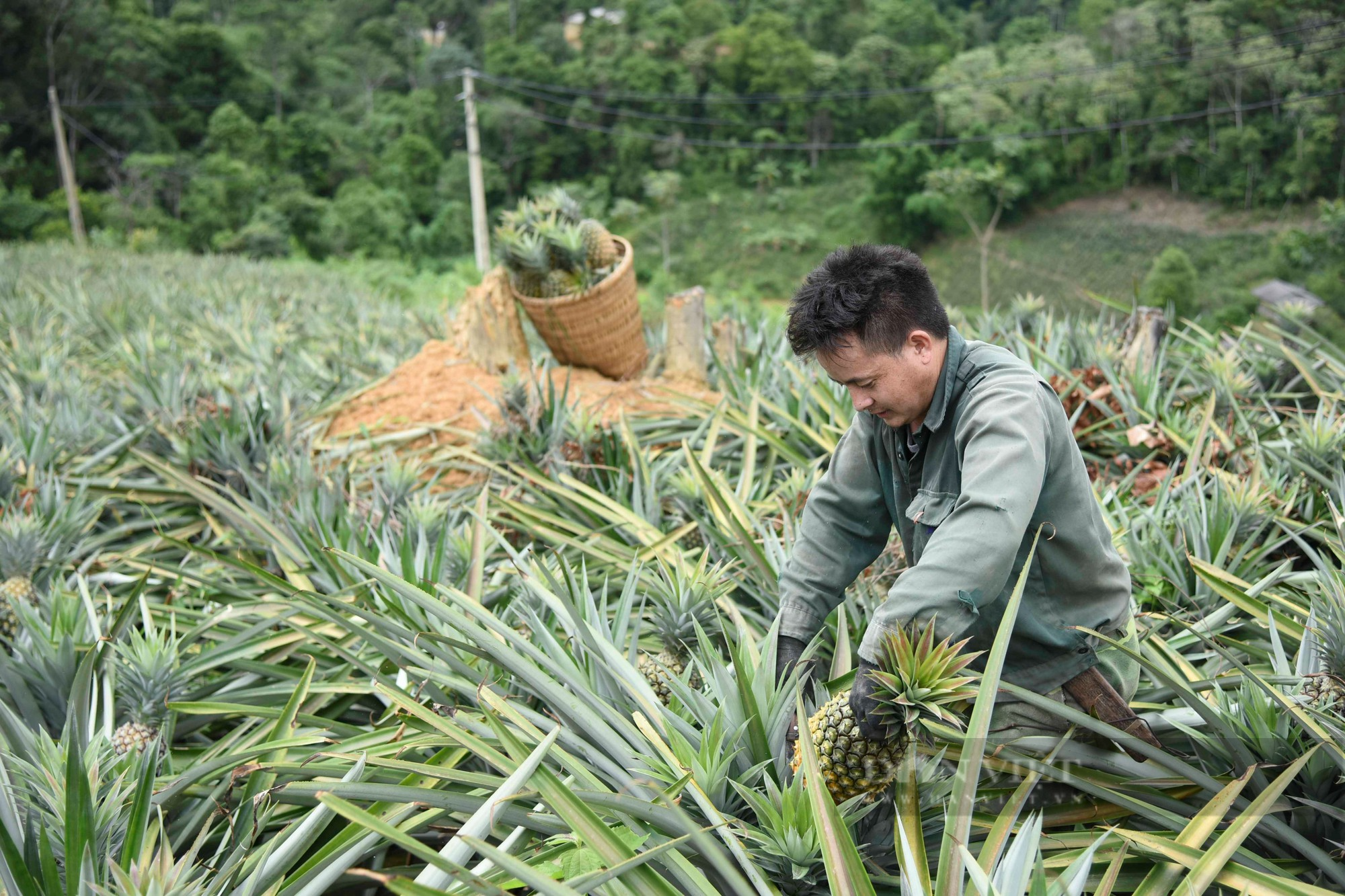 Điện Biên: Trồng loại cây có trăm mắt, ăn ngọt như đường, nông dân Pu Lau thoải mái thu tiền - Ảnh 4.