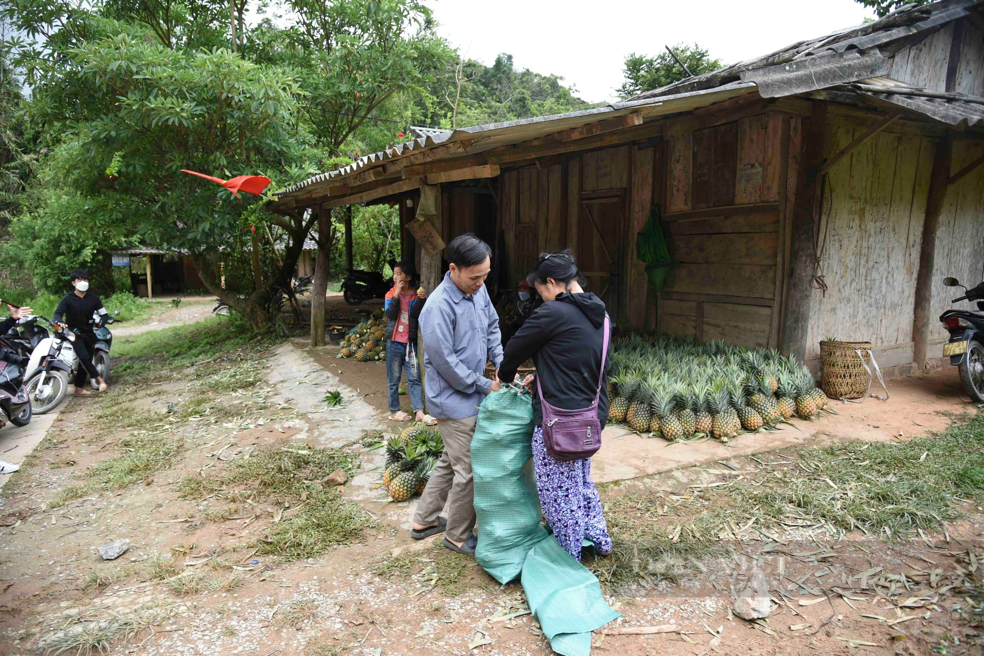 Điện Biên: Trồng loại cây có trăm mắt, ăn ngọt như đường, nông dân Pu Lau thoải mái thu tiền - Ảnh 6.