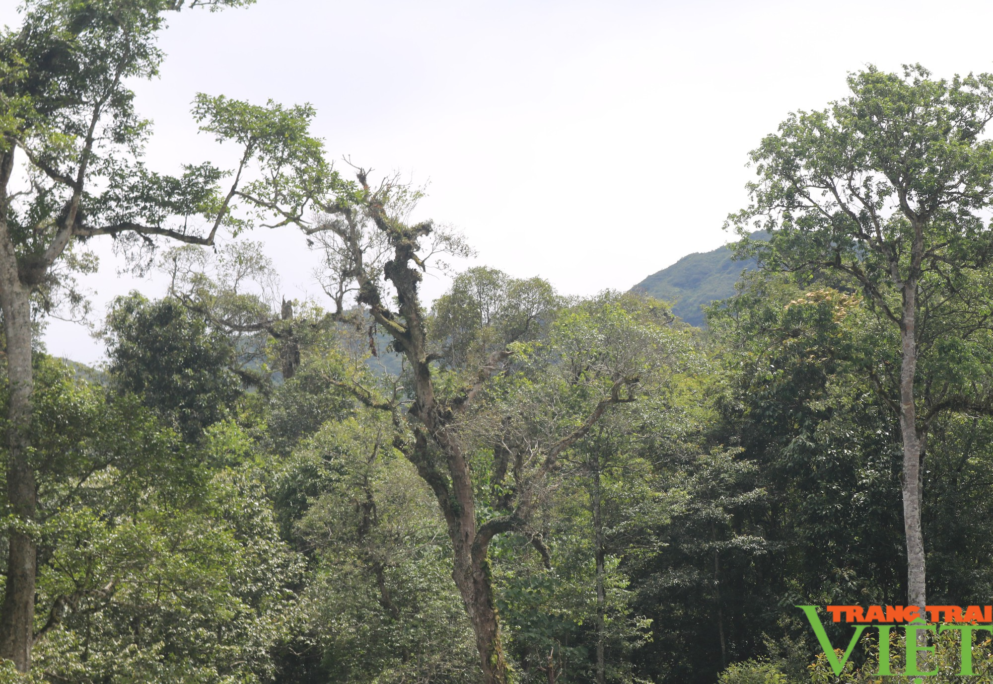 Khu Bảo tồn thiên nhiên Bát Xát ở Lào Cai có tính đa dạng về động, thực vật rừng - Ảnh 1.