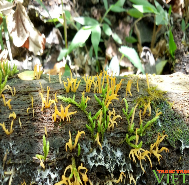 Khu Bảo tồn thiên nhiên Bát Xát ở Lào Cai có tính đa dạng về động, thực vật rừng - Ảnh 5.