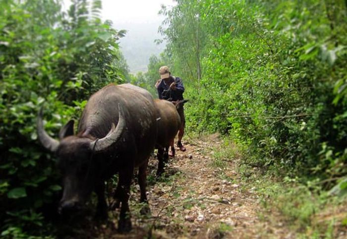 Nuôi trâu, bò lạ đời ở một vùng núi Quảng Bình, thả rông vô rừng rồi thuê thợ dùng bẫy bắt chính trâu nhà mình - Ảnh 1.