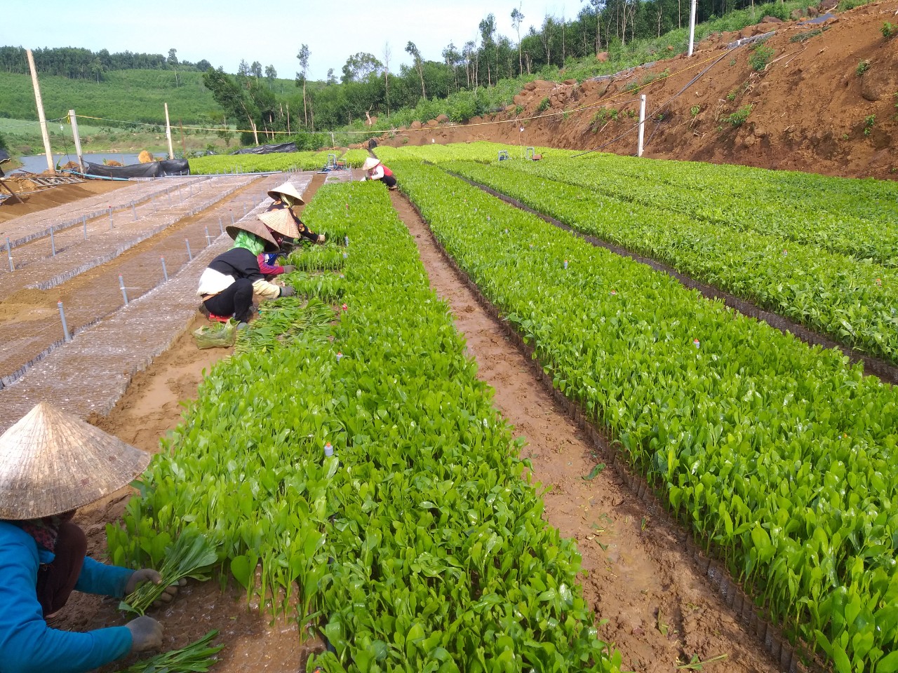 Hội Nông dân tỉnh Phú Yên khẳng định sứ mệnh phục vụ hội viên, nông dân - Ảnh 2.