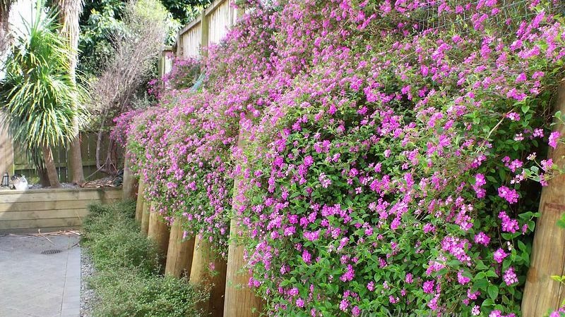 Mùa hè nóng nực, 5 cây cảnh như &quot;cỗ máy nở hoa&quot;, trồng ở ban công rước niềm vui, đón phúc lành vào nhà - Ảnh 5.