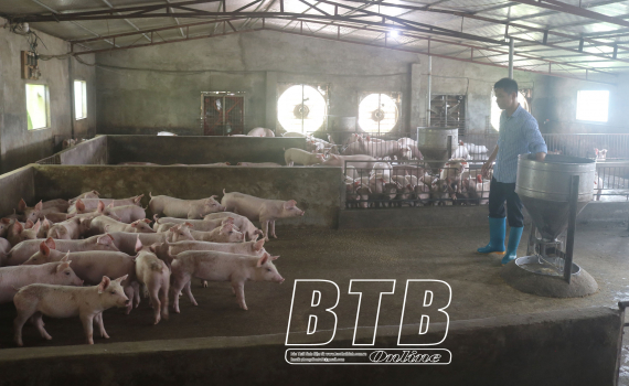 Dùng tia UV diệt trừ sinh vật gây bệnh tại các trang trại nuôi lợn ở Thái Bình - Ảnh 1.
