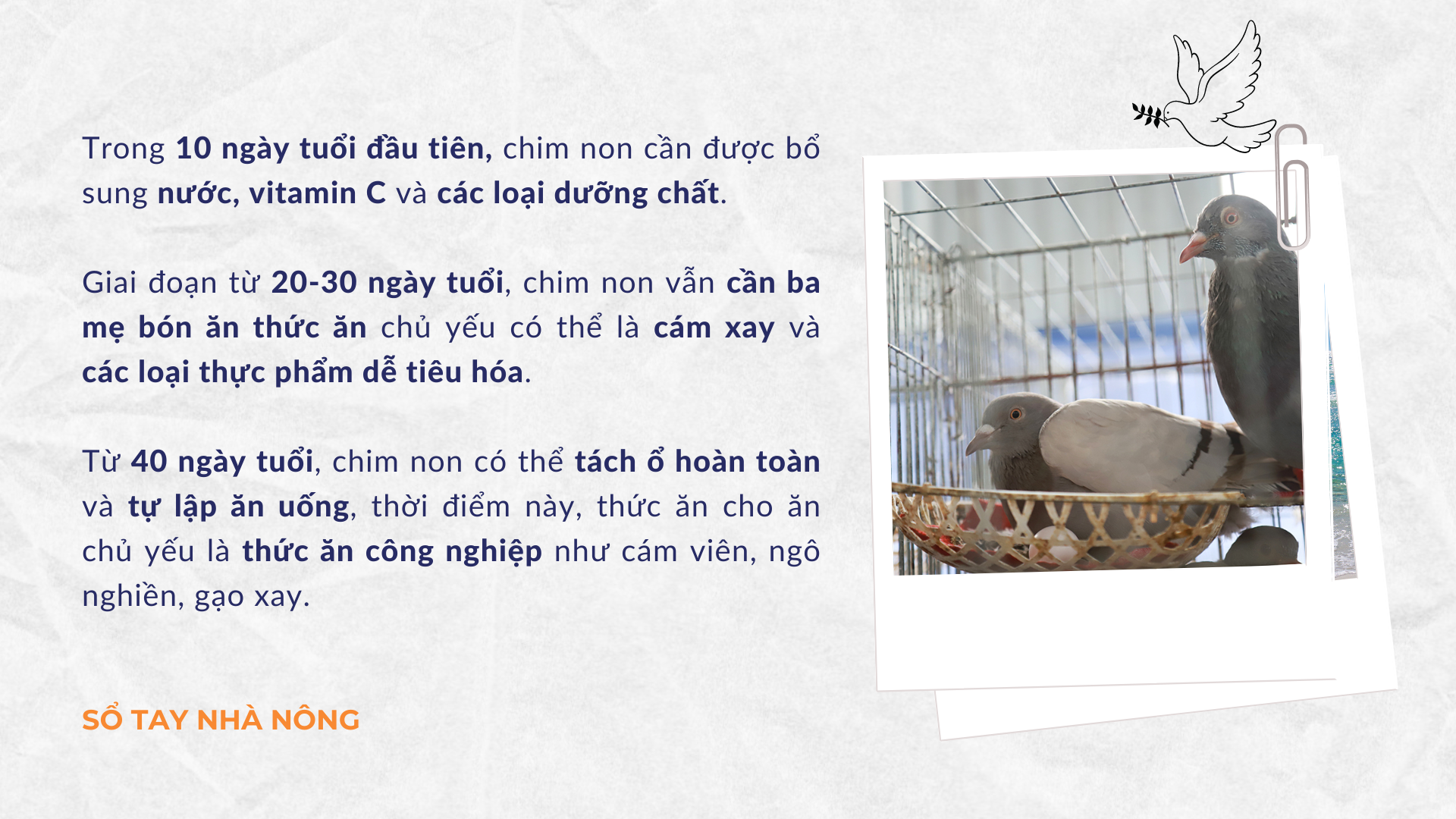 SỔ TAY NHÀ NÔNG: Bí quyết lựa chọn và bảo quản thức ăn cho chim bồ câu Pháp - Ảnh 2.