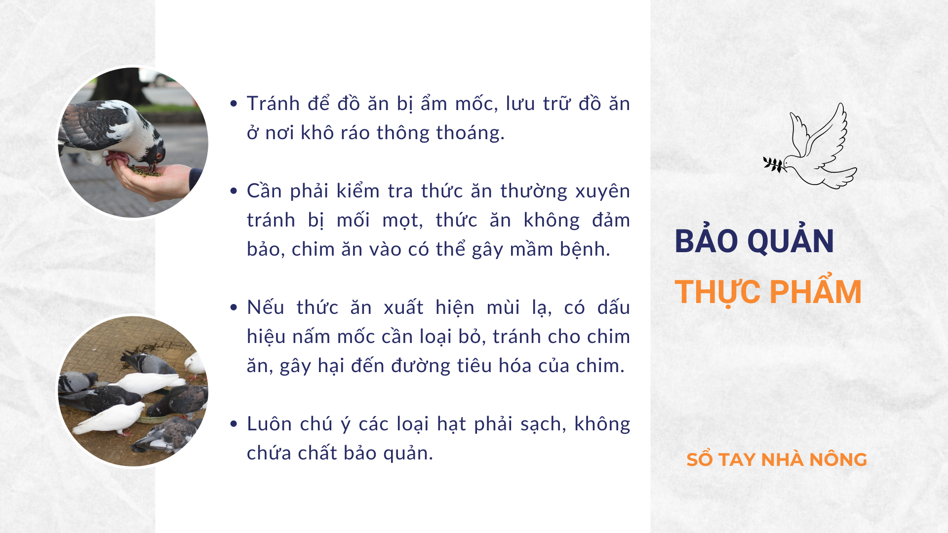 SỔ TAY NHÀ NÔNG: Bí quyết lựa chọn và bảo quản thức ăn cho chim bồ câu Pháp - Ảnh 4.