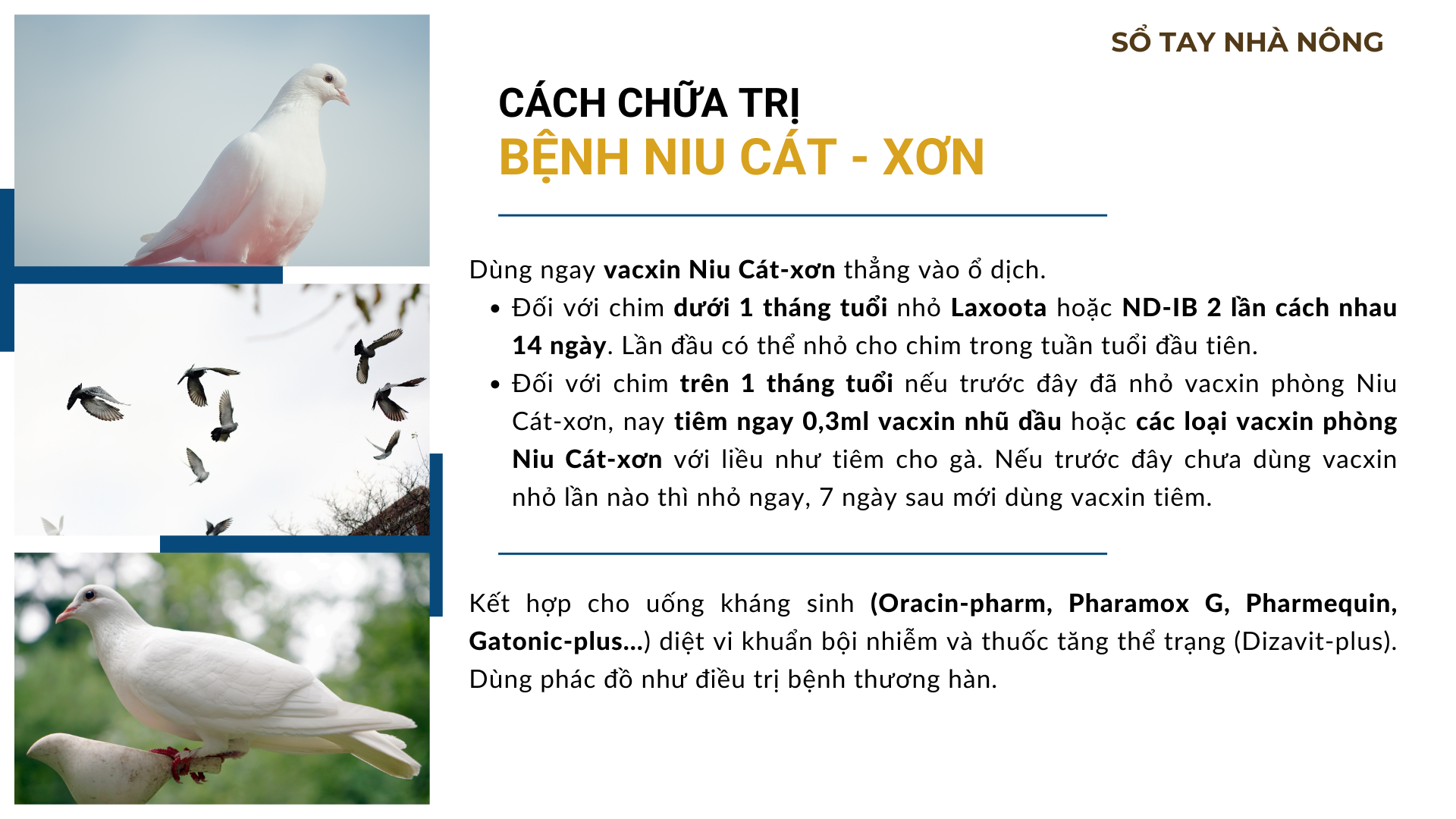 SỔ TAY NHÀ NÔNG: Một số bệnh thường gặp ở chim bồ câu Pháp và cách phòng tránh - Ảnh 2.