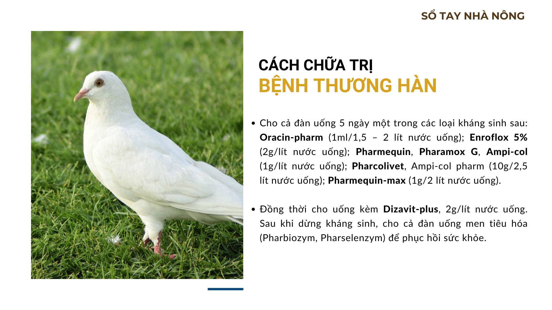 SỔ TAY NHÀ NÔNG: Một số bệnh thường gặp ở chim bồ câu Pháp và cách phòng tránh - Ảnh 3.