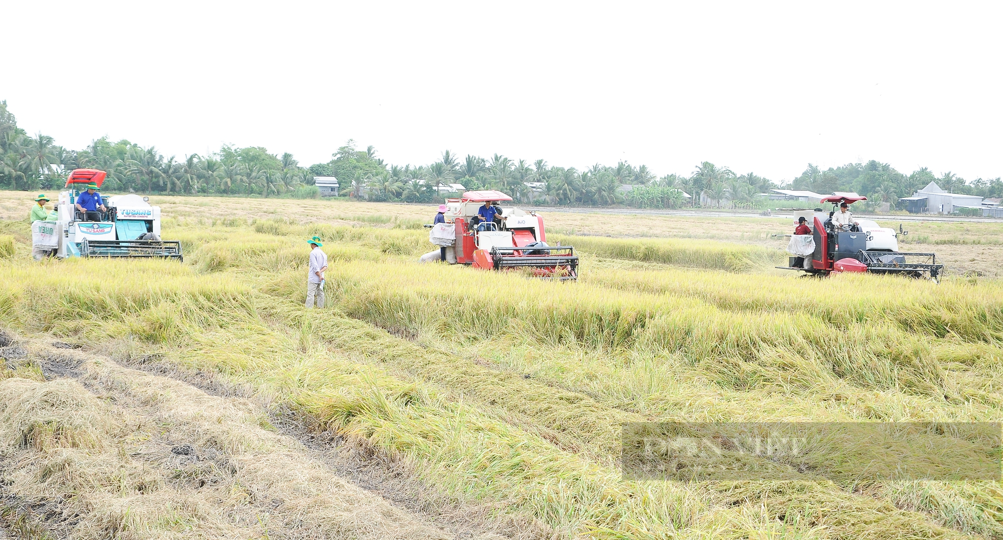Động thái của doanh nghiệp xuất khẩu gạo ra sao khi giá lúa tăng từng ngày? - Ảnh 1.