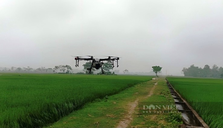 Máy bay không người lái lượn trên cánh đồng lúa lớn nhất Nghệ An làm việc khó thay cho sức người - Ảnh 4.