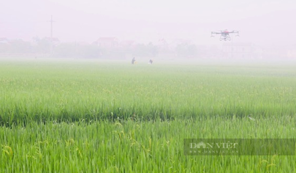 Máy bay không người lái lượn trên cánh đồng lúa lớn nhất Nghệ An làm việc khó thay cho sức người - Ảnh 6.
