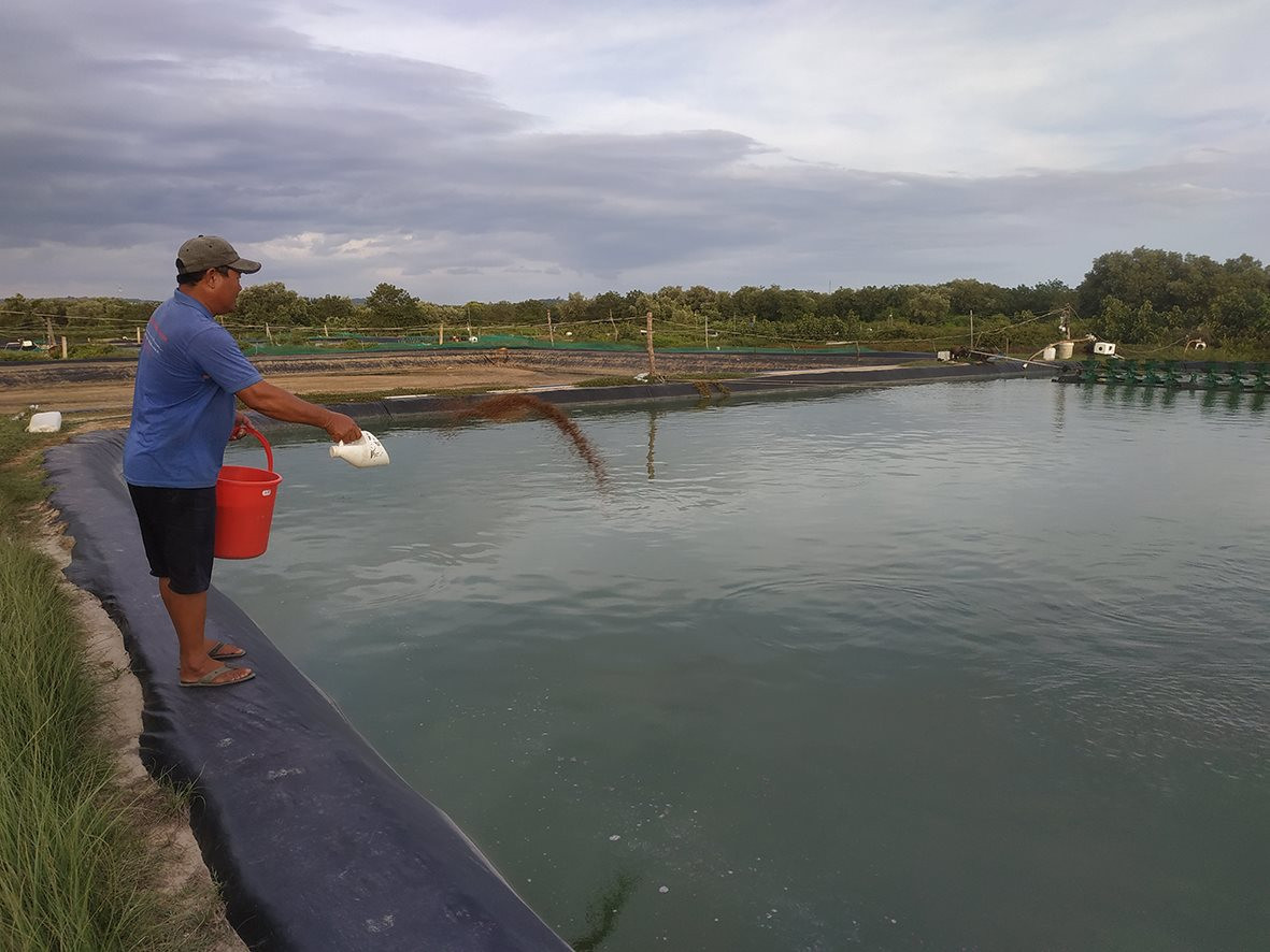 Đánh liều nuôi cá chốt trong ao lót bạt, một nông dân Bình Thuận bắt lên cá nhảy rô rố, hễ bán là hết sạch - Ảnh 1.