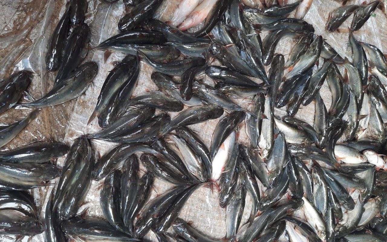 Đánh liều nuôi cá chốt trong ao lót bạt, một nông dân Bình Thuận bắt lên cá nhảy rô rố, hễ bán là hết sạch