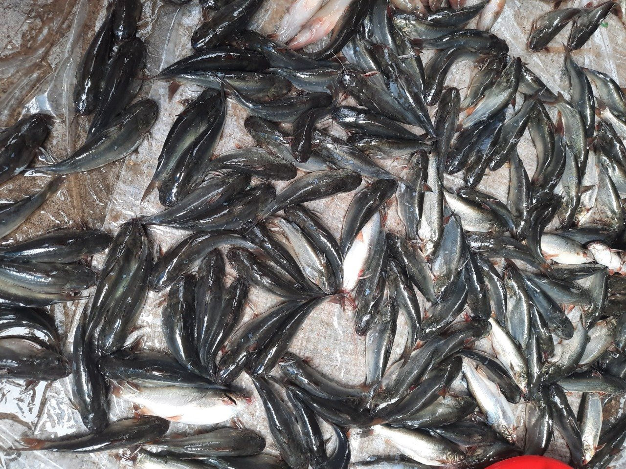 Đánh liều nuôi cá chốt trong ao lót bạt, một nông dân Bình Thuận bắt lên cá nhảy rô rố, hễ bán là hết sạch - Ảnh 2.