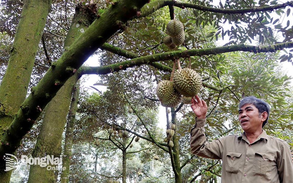 Đây là vườn sầu riêng hữu cơ trồng giống sầu riêng DONA nổi tiếng Đồng Nai, đã bán sang thị trường Mỹ