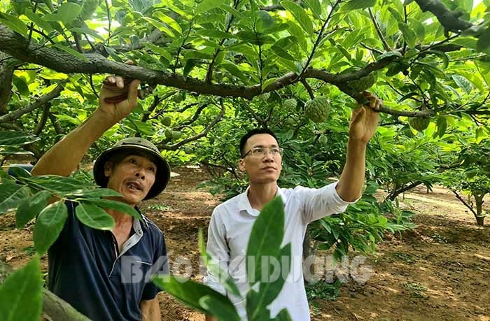 Thứ trái cây lắm mắt vào mùa, nông dân Chí Linh, Hải Dương chuẩn bị ngồi nhà mà thu tiền tỷ - Ảnh 1.