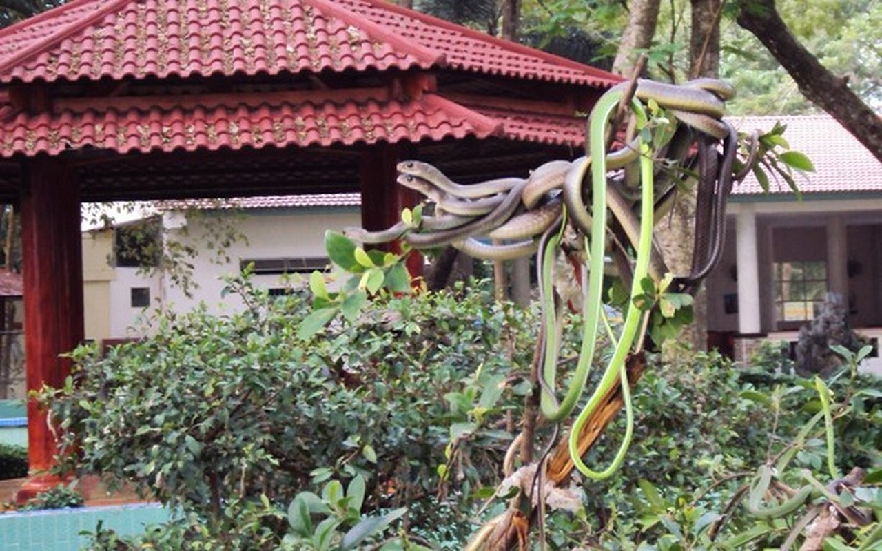 Thót tim top loài rắn độc nhất thế gian đang nuôi tại Việt Nam - Ảnh 1.