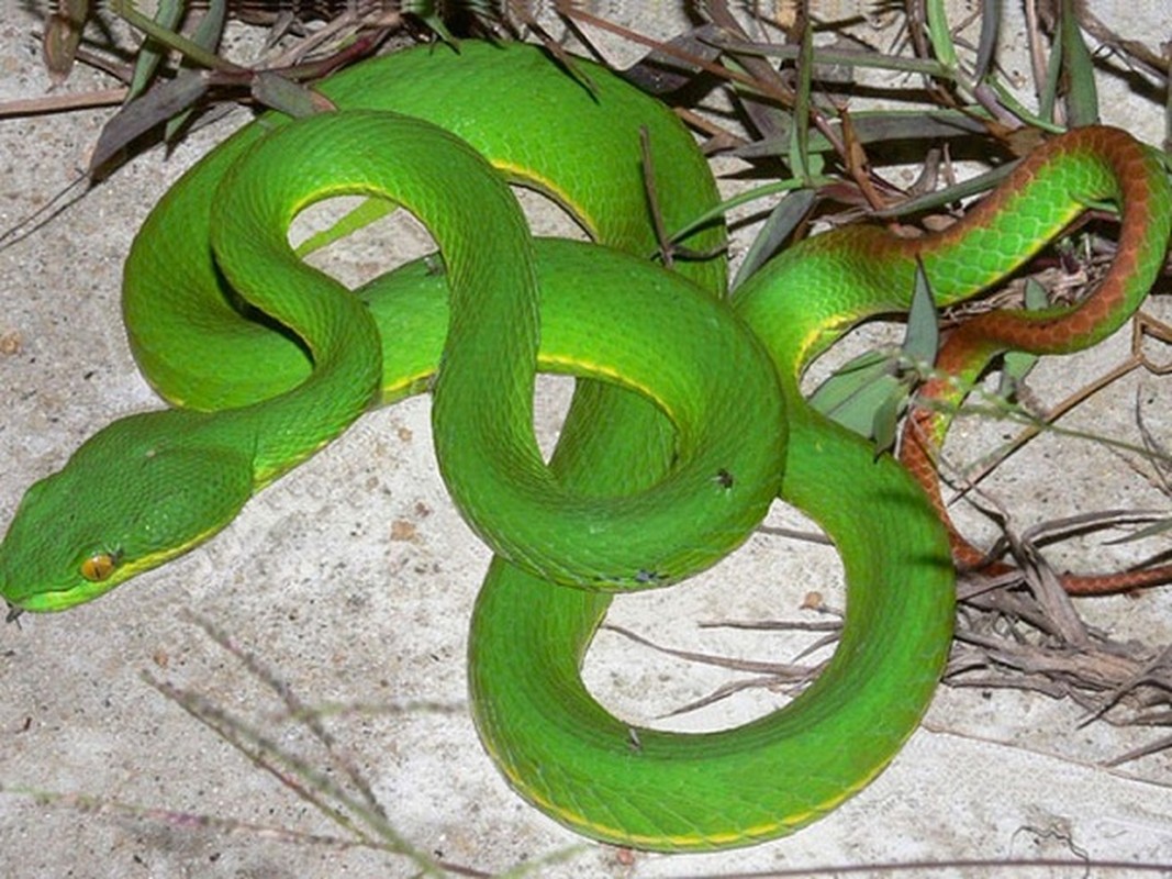 Thót tim top loài rắn độc nhất thế gian đang nuôi tại Việt Nam - Ảnh 10.