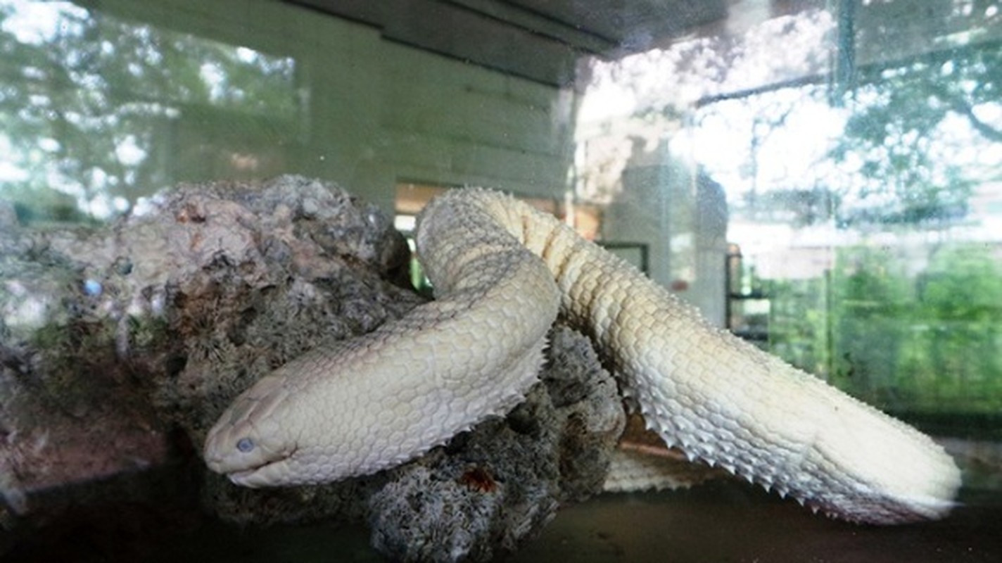 Thót tim top loài rắn độc nhất thế gian đang nuôi tại Việt Nam - Ảnh 12.