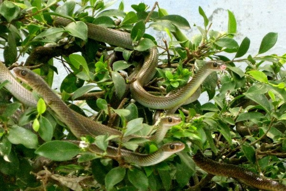 Thót tim top loài rắn độc nhất thế gian đang nuôi tại Việt Nam - Ảnh 14.