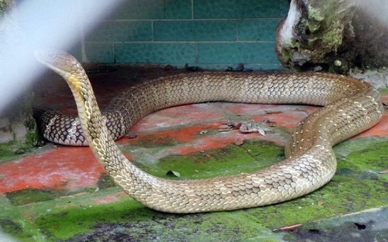 Thót tim top loài rắn độc nhất thế gian đang nuôi tại Việt Nam - Ảnh 2.