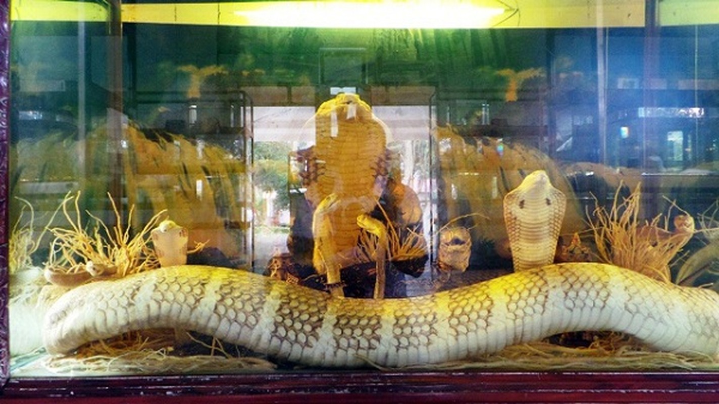 Thót tim top loài rắn độc nhất thế gian đang nuôi tại Việt Nam - Ảnh 3.