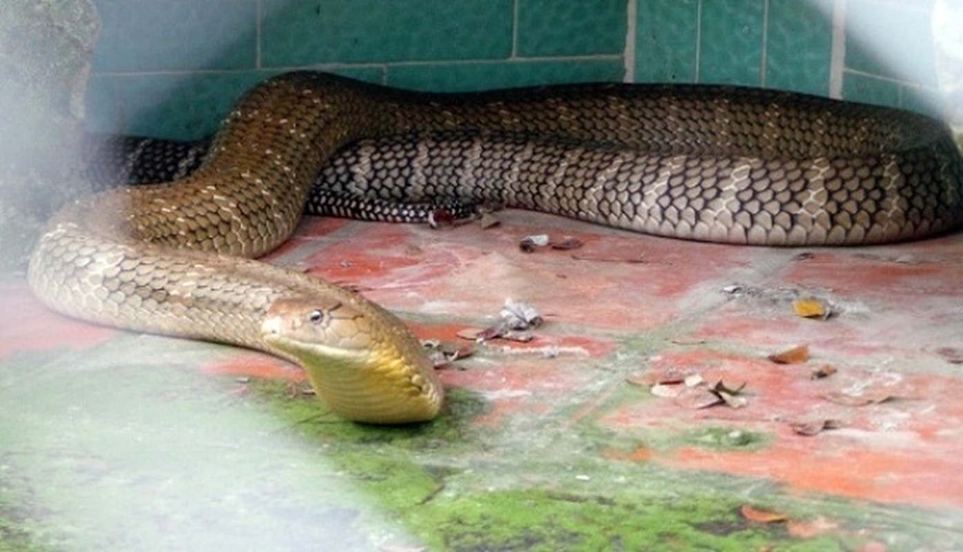 Thót tim top loài rắn độc nhất thế gian đang nuôi tại Việt Nam - Ảnh 4.