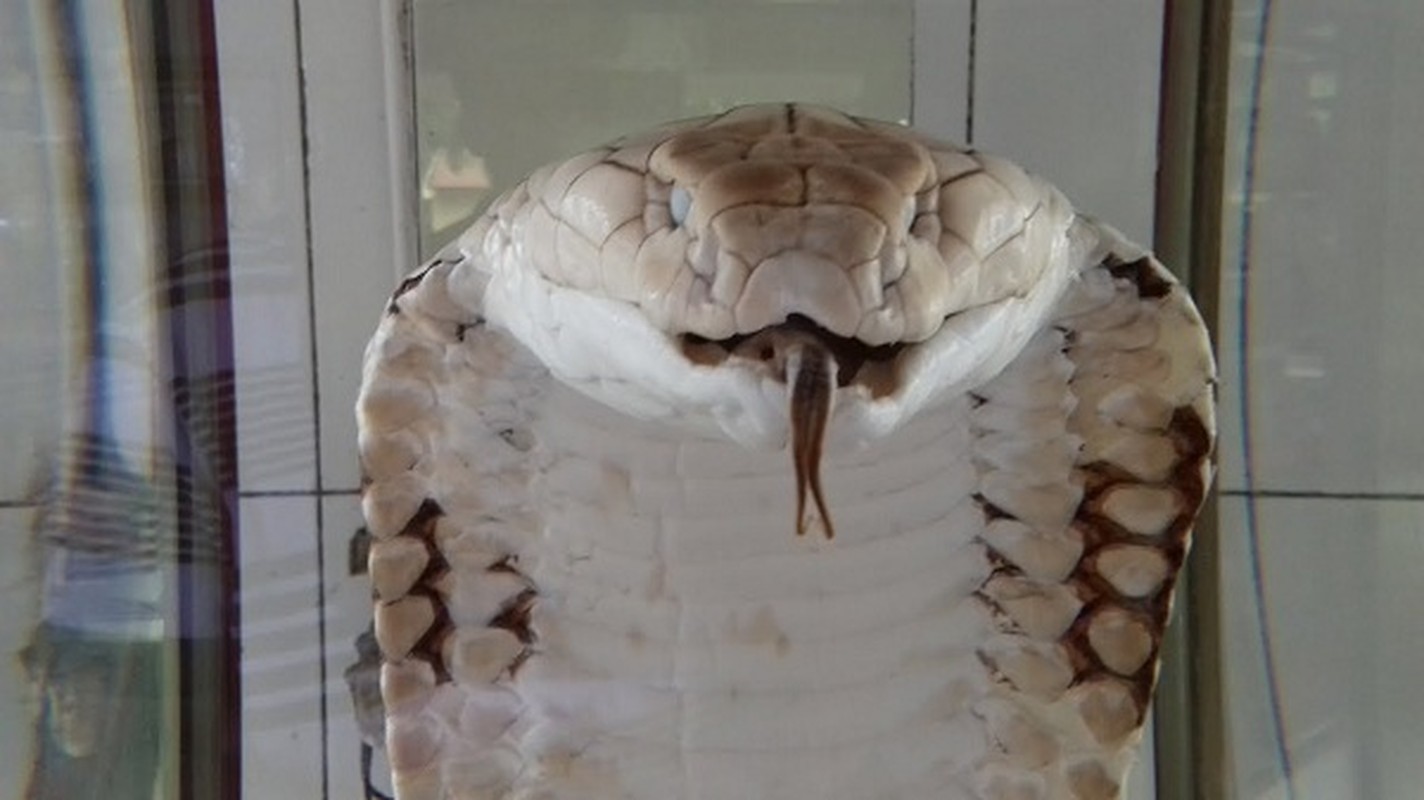 Thót tim top loài rắn độc nhất thế gian đang nuôi tại Việt Nam - Ảnh 5.