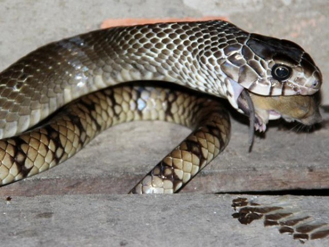 Thót tim top loài rắn độc nhất thế gian đang nuôi tại Việt Nam - Ảnh 6.
