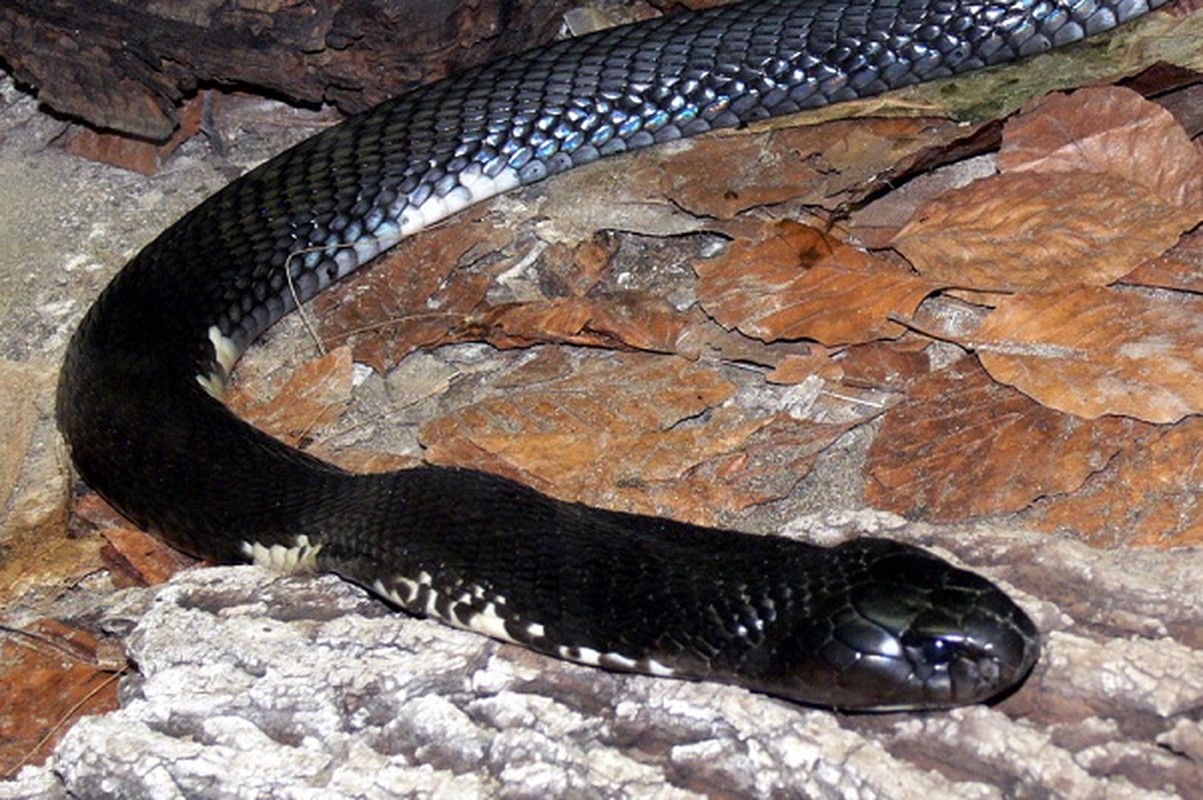 Thót tim top loài rắn độc nhất thế gian đang nuôi tại Việt Nam - Ảnh 7.