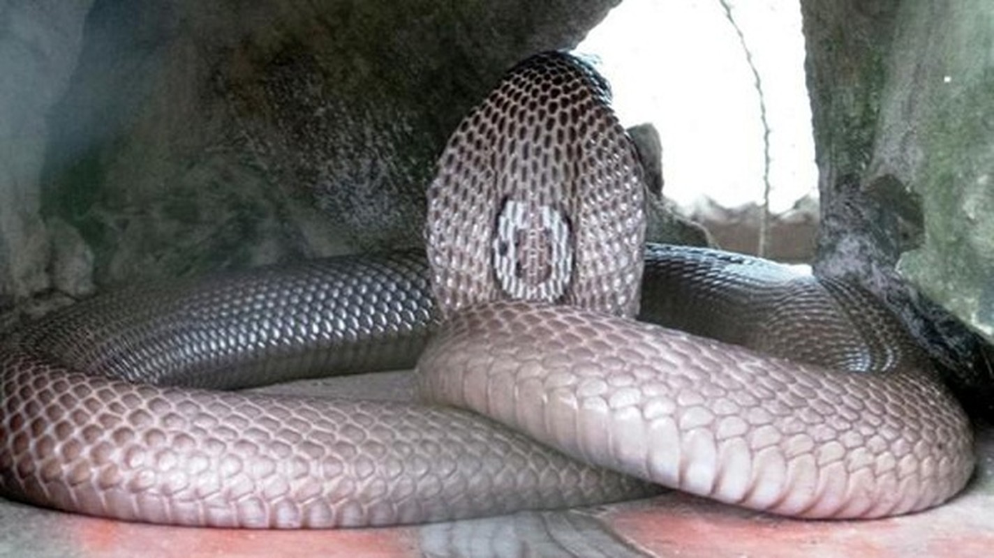 Thót tim top loài rắn độc nhất thế gian đang nuôi tại Việt Nam - Ảnh 8.