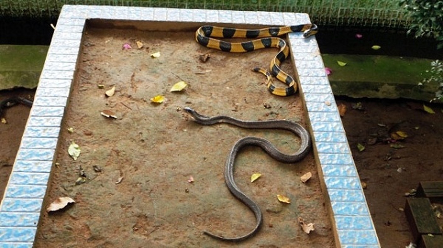 Thót tim top loài rắn độc nhất thế gian đang nuôi tại Việt Nam - Ảnh 9.