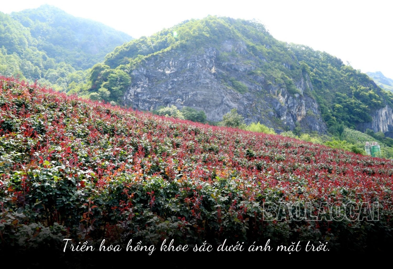 Ở một con đèo nổi tiếng Lào Cai, bất ngờ thấy bạt ngàn hoa hồng cổ, thơm khắp đồi, nông dân kiếm bộn tiền - Ảnh 3.
