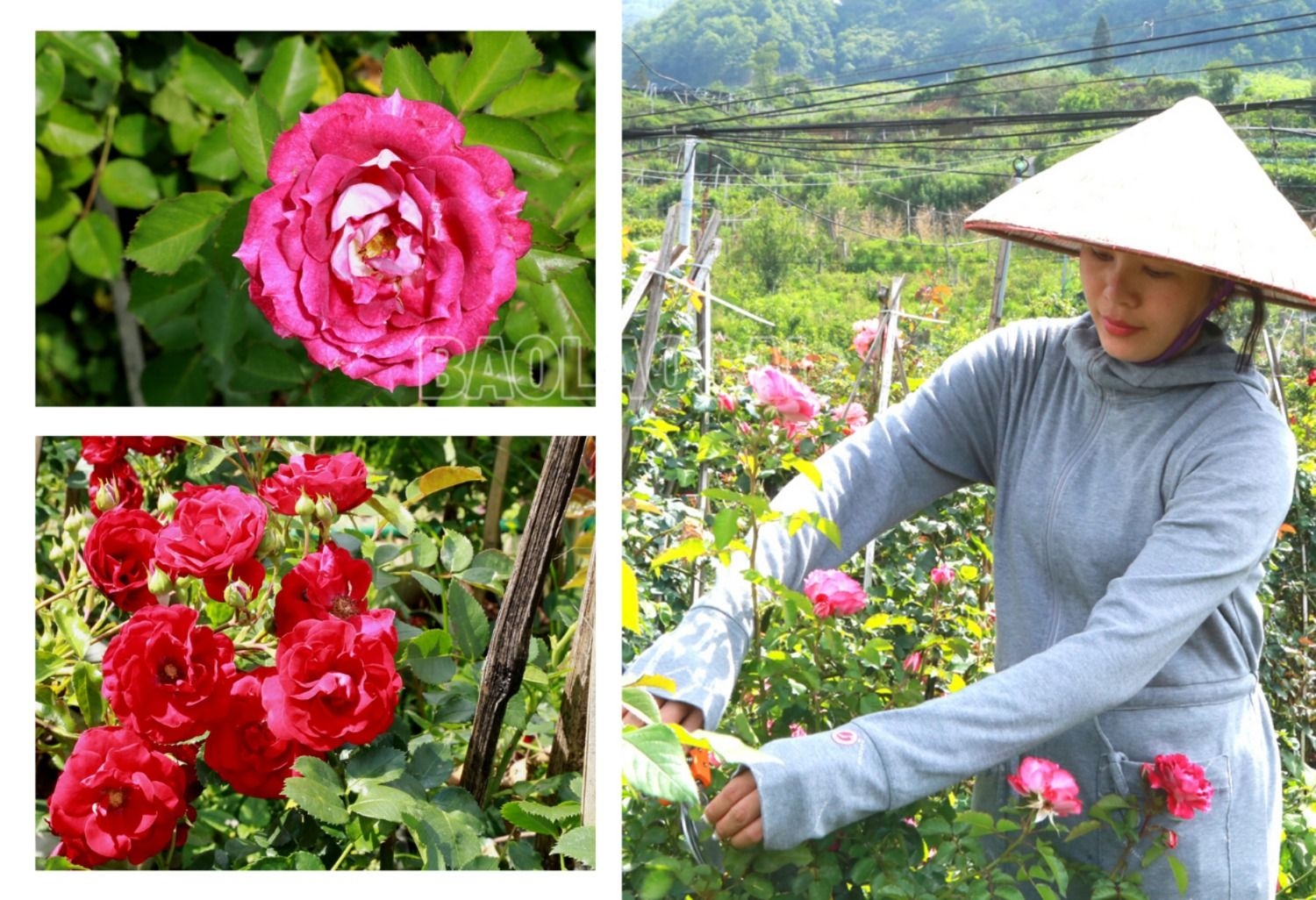 Ở một con đèo nổi tiếng Lào Cai, bất ngờ thấy bạt ngàn hoa hồng cổ, thơm khắp đồi, nông dân kiếm bộn tiền - Ảnh 2.