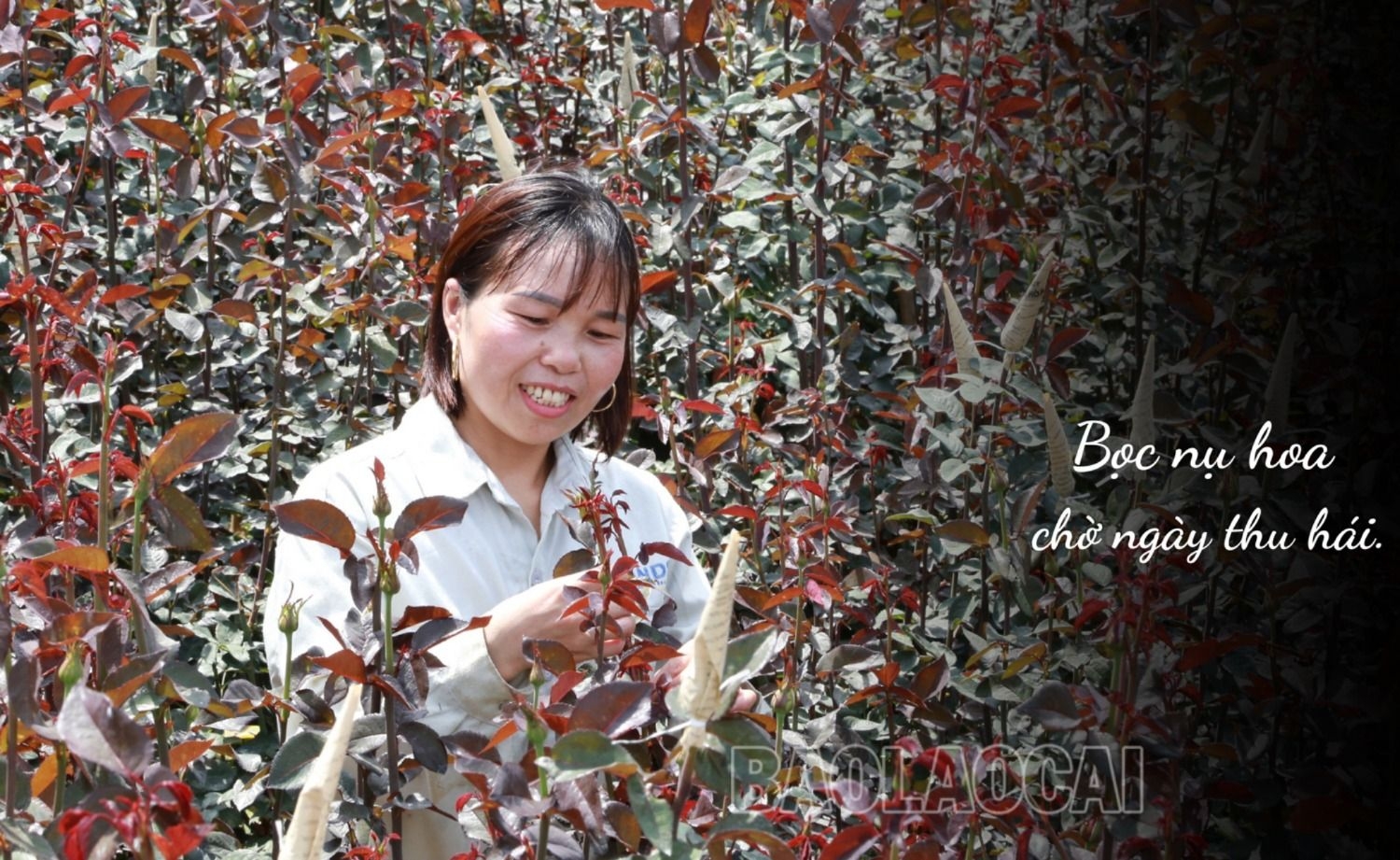 Ở một con đèo nổi tiếng Lào Cai, bất ngờ thấy bạt ngàn hoa hồng cổ, thơm khắp đồi, nông dân kiếm bộn tiền - Ảnh 6.