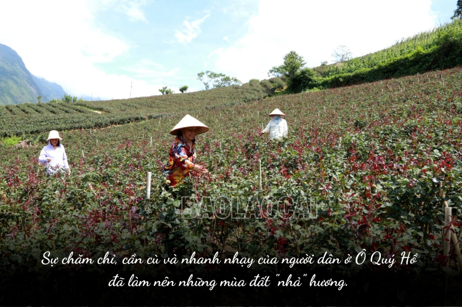 Ở một con đèo nổi tiếng Lào Cai, bất ngờ thấy bạt ngàn hoa hồng cổ, thơm khắp đồi, nông dân kiếm bộn tiền - Ảnh 5.