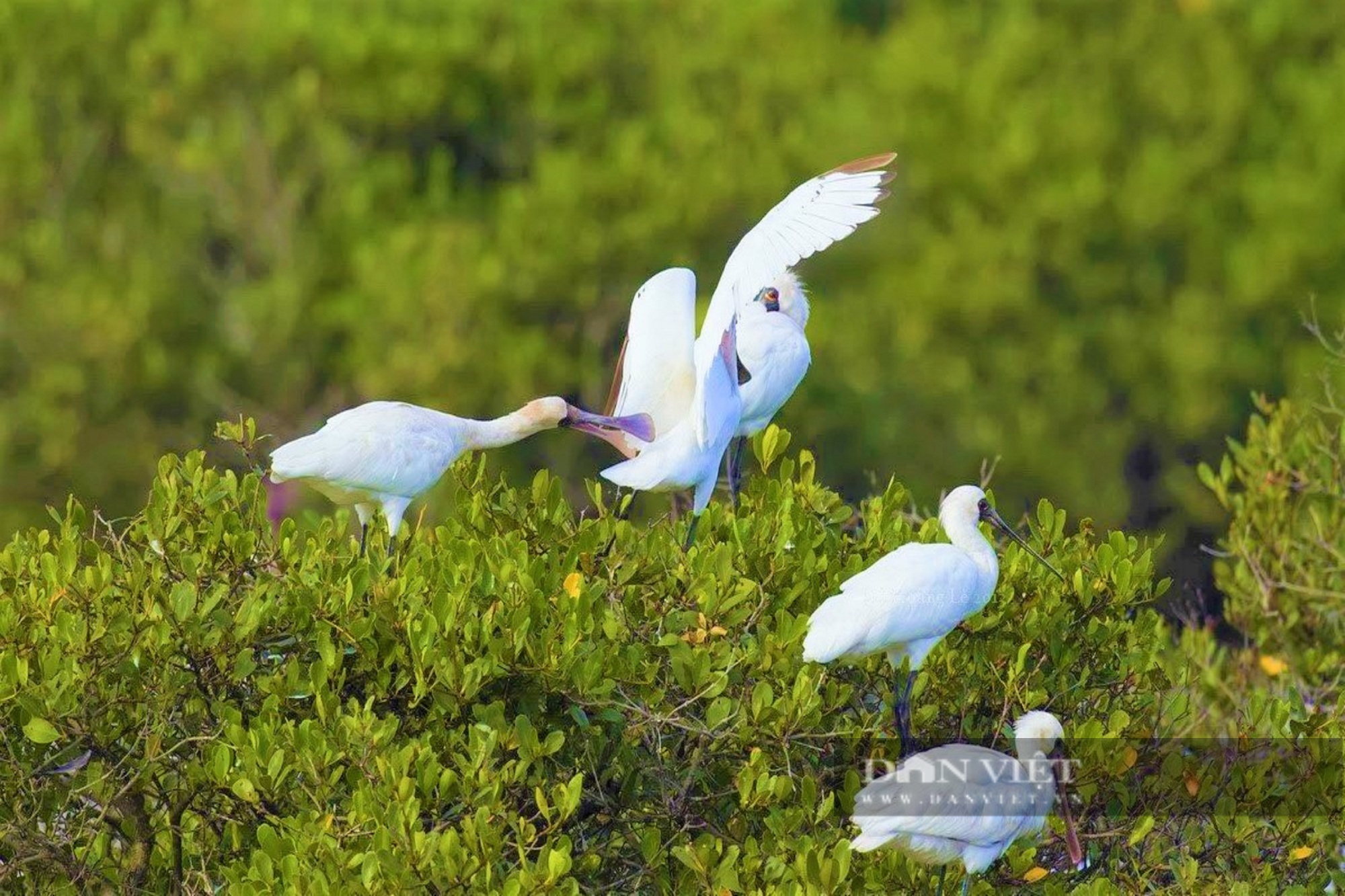 Thiên nhiên yên bình trong Vườn quốc gia Xuân Thủy - khu Ramsar đầu tiên của Đông Nam Á - Ảnh 7.