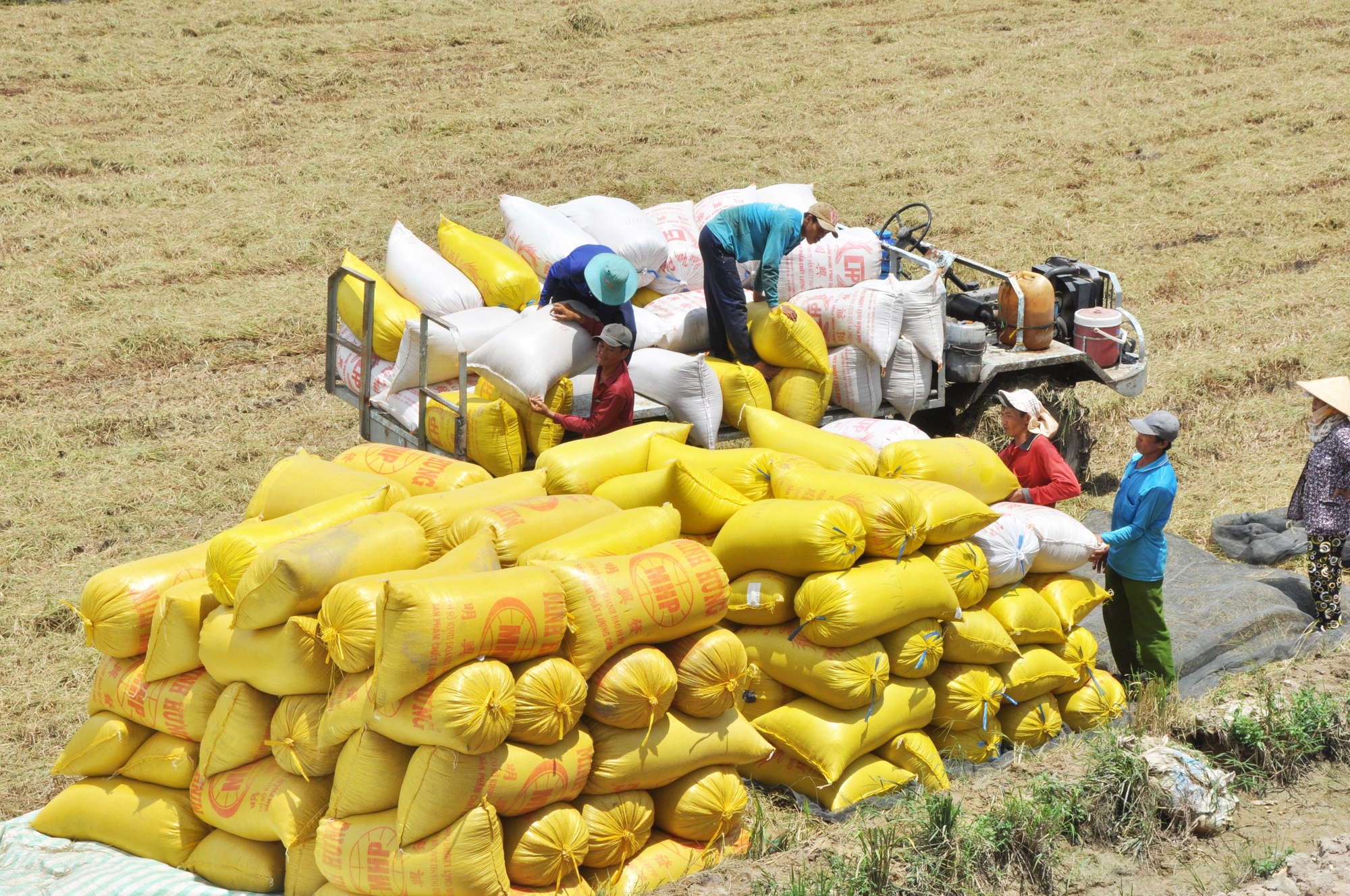 Sau khi Ấn Độ cấm xuất khẩu, giá gạo Việt Nam vượt mốc 550 đô là Mỹ/tấn  - Ảnh 1.