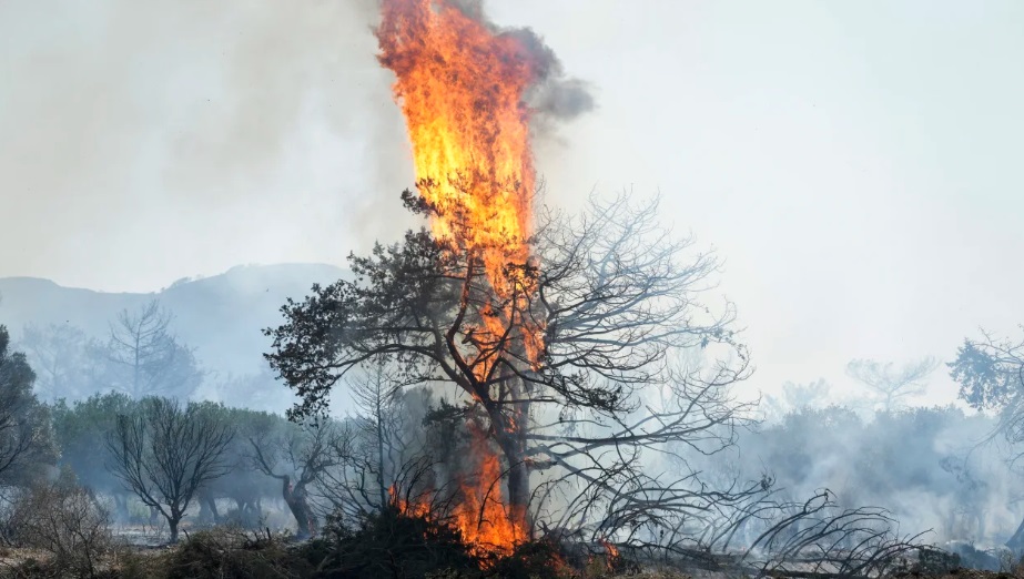 Cháy rừng bao trùm Địa Trung Hải, người cao tuổi bị chết cháy trong nhà - Ảnh 4.