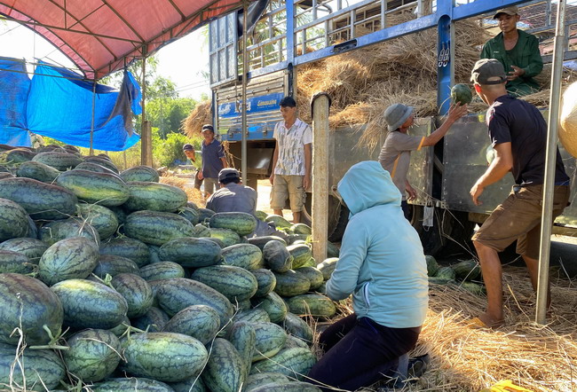 Loại quả ngọt ngon này ở Bình Định, hái chất la liệt, giá bốc hơi mất một nửa, nông dân câu bất ngờ - Ảnh 1.