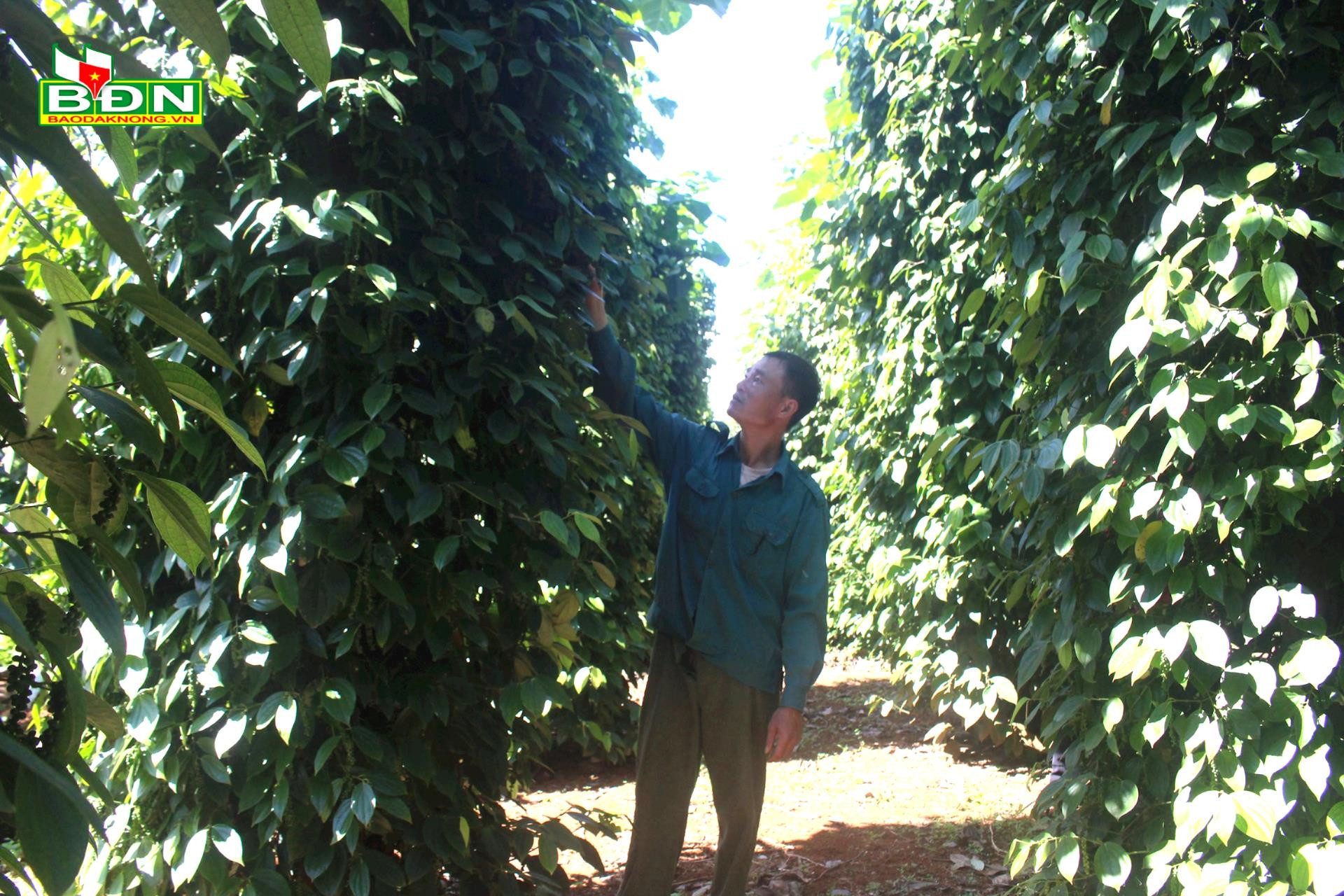 Nông dân, doanh nghiệp, HTX ở Đắk Nông hợp tác trồng hồ tiêu, cà phê kiểu gì mà nhà nào cũng có tiền nhiều hơn - Ảnh 1.