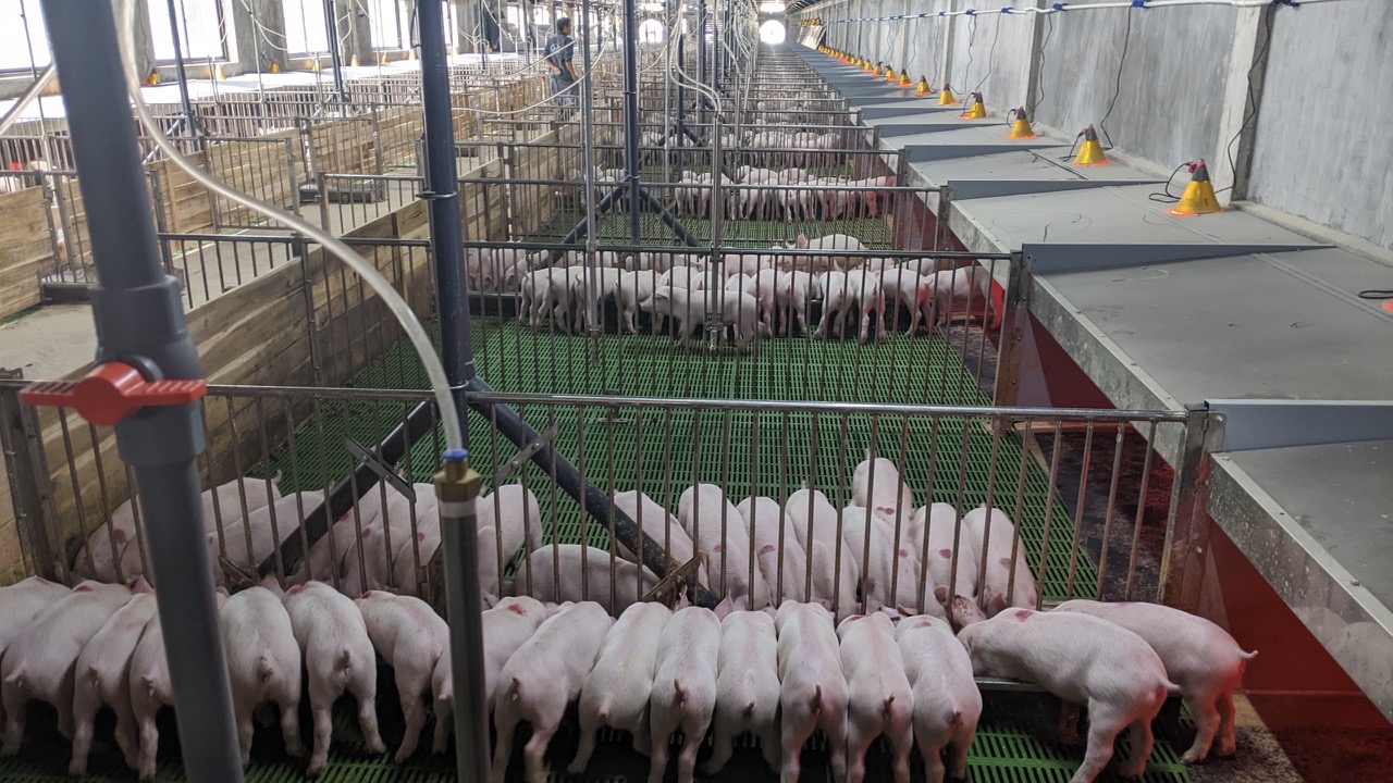 Doanh nghiệp đề xuất chủ trương đầu tư nuôi lợn kiểu mới, xây nhà cao tầng cho lợn ở  - Ảnh 2.