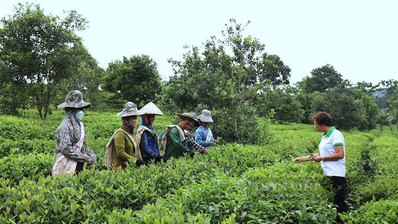 Người xây dựng thương hiệu chè Phổng Lái - Ảnh 6.